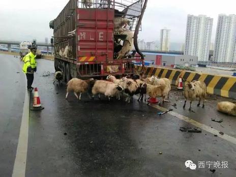 大货车侧翻:上百只羊摔死在立交桥下_社会新闻