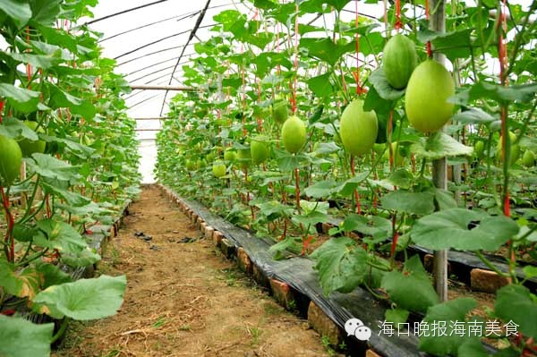 西环高铁沿线美景美食搜罗 马马收藏_海南新闻