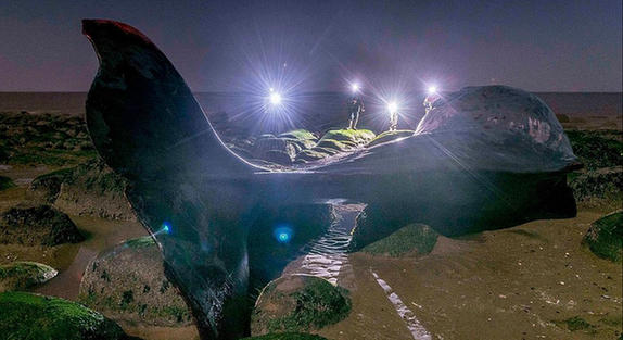 英国巨鲸海边搁浅死亡 长逾13米重30吨(高清组图)