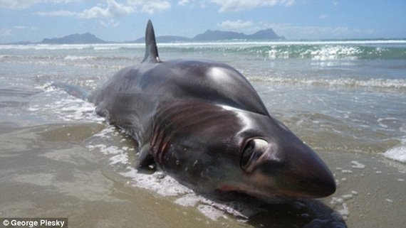 新西兰海滩意外发现深海长尾鲨 眼大如瓷盘图