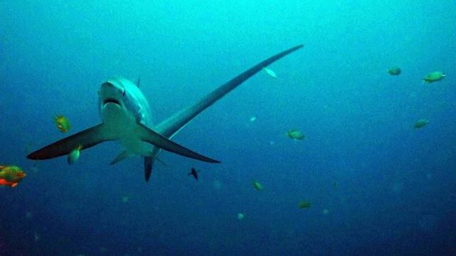 新西兰海滩意外发现深海长尾鲨 眼大如瓷盘图