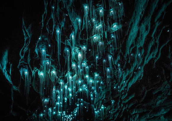 新西兰摄影师拍摄萤火虫洞奇观 梦幻美景引人