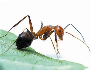 海南两部门发出通告 阻击红火蚁入岛_海口网