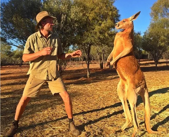 吓哭!居民门外惊现肌肉袋鼠疯狂敲窗图片频道