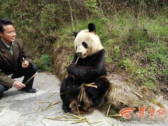 陕西华阳景区现野生大熊猫 淡定吃竹笋任游客