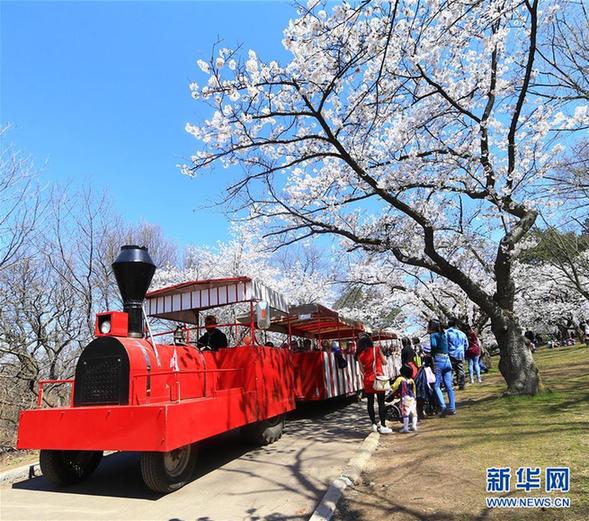 加拿大多伦多樱花绽放图片频道 - 海口网 - 海口
