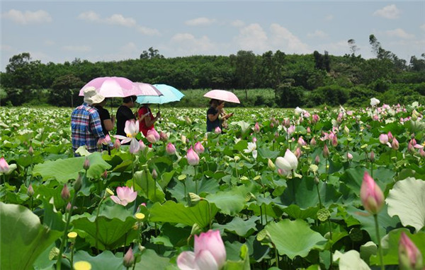 夏季出游好去处!海南临高金波村荷花绽放争艳