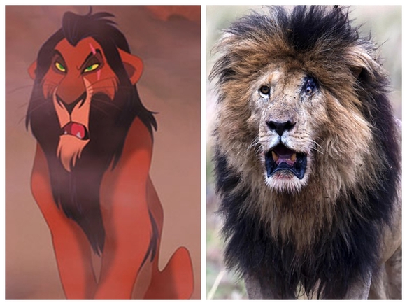 狮子在战斗中受伤后酷似迪士尼《狮子王》中"刀疤"