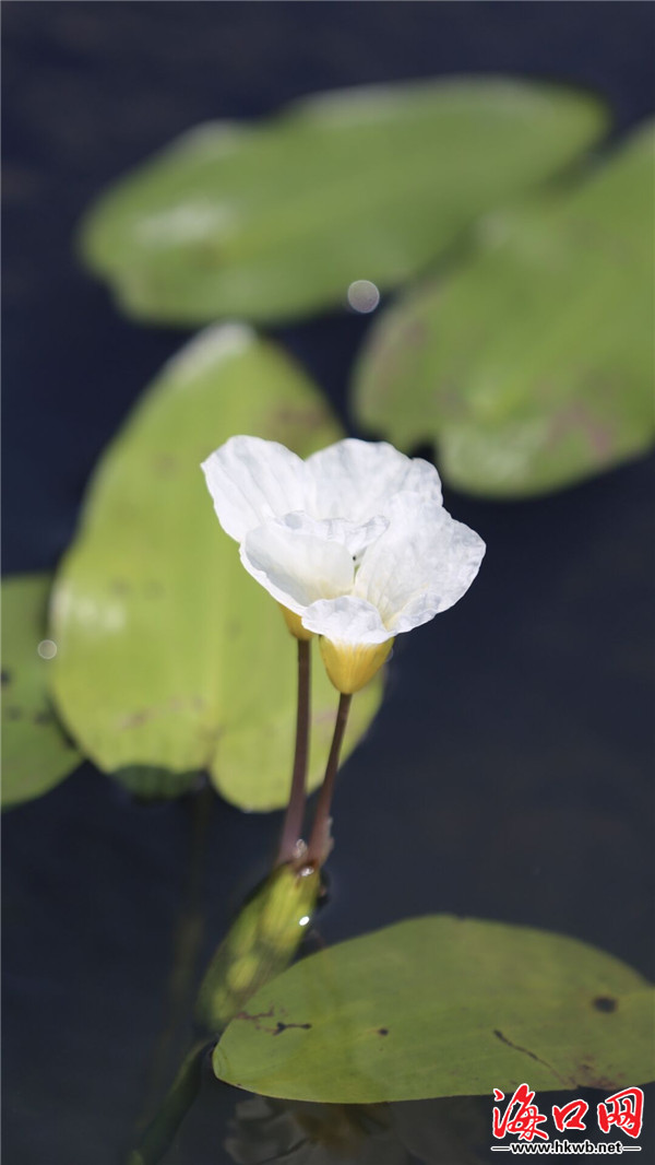 美!海口昌旺溪野生植物水菜花绽放成"花河"