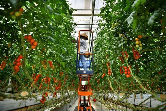 以习近平同志为核心的党中央关心海南发展纪实