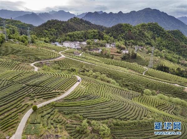 (春季美丽生态)(1)湖北五峰:茶乡生态美