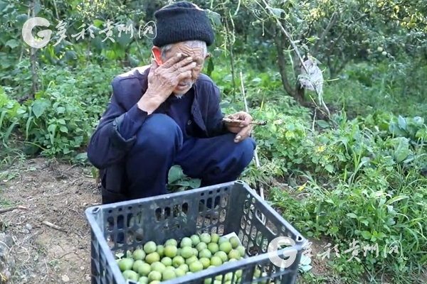 贵州贞丰3万吨李子滞销 搭把手!别让好味道烂在泥地里