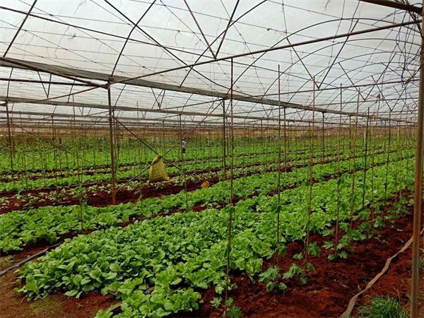 海口秀英区检查指导东山镇蔬菜基地种植及台风