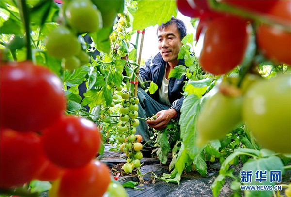 11月28日,昌黎县新集镇的菜农在大棚内管理即将收获的水果西红柿.