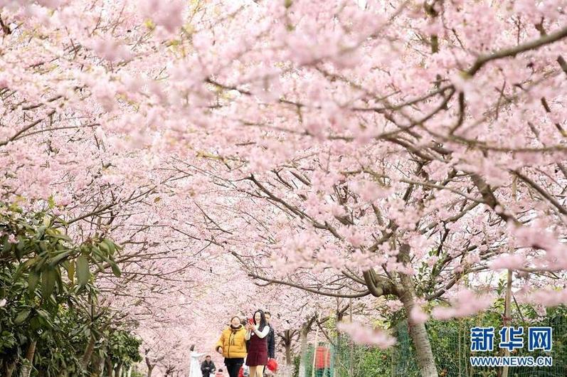 重庆北碚:春暖樱花开