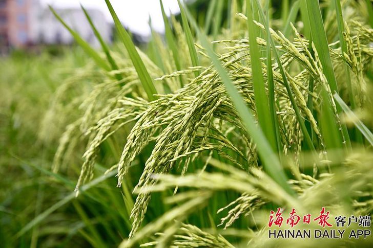 组图|海口文毓古村:蛙声阵阵稻谷香