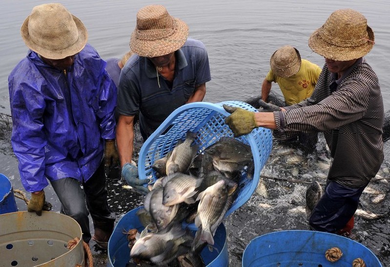 秀英區(qū)西秀鎮(zhèn)博養(yǎng)村村民正在魚塘里捕撈羅非魚