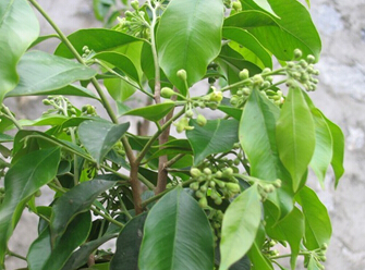 一般以吃沉香籽,沉香花,各种植物昆虫,玉米,谷类等食物,利用原生态