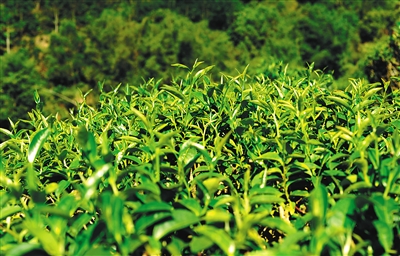 "好山,好水,出好茶"——千年历史的海南茶叶