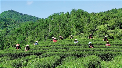山區傳統茶園亟待多功能綠色開發
