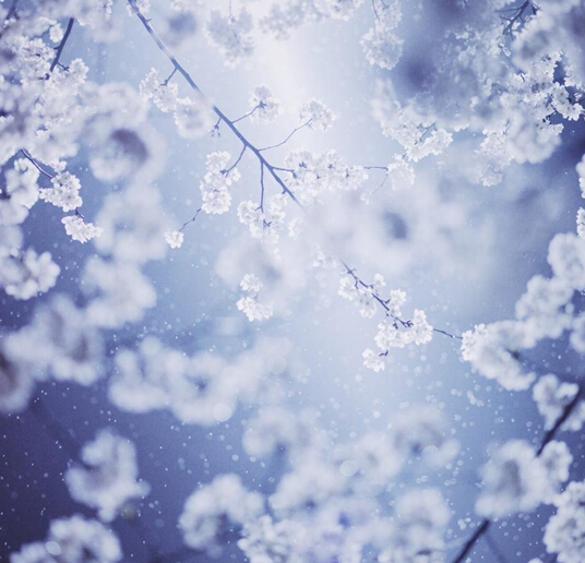 雪樱花.