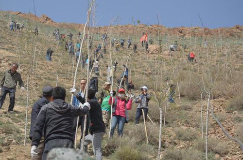 山坡上志愿者们植树的身影