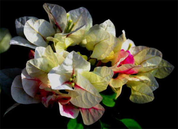 金心双色三角梅